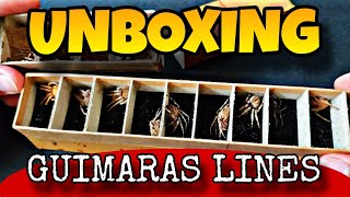 UNBOXING GUIMARAS LINES 😎 [upl. by Alegre251]