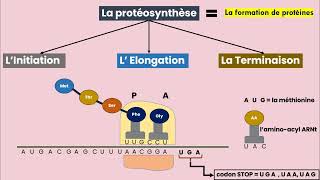 La Traduction de l’ARNm en Protéine [upl. by Ardekahs422]