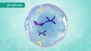 M Phase of the Cell Cycle [upl. by Idolla]