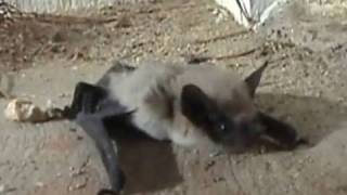 Western Pipistrelle Bat on Front Porch [upl. by Naasah192]