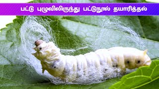 பட்டு நூல் தொழிற்சாலை  Silk manufacturing Process in tamil  Silk Factory  FACTORY IN TAMIL [upl. by Rehpotirhc]