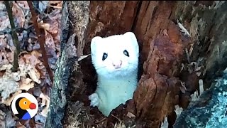 Shy Ermine in A Tree Adorable Ermine Peeks Out To Say Hello  The Dodo [upl. by Urbanna]