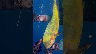 How NOT to spearfish 😂🤟 shorts fyp youtube spearfish mahimahi dolphin freedive kook [upl. by Tengler756]