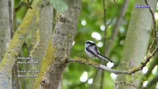 La Mésange à longue queue par Malay Phcar [upl. by Aileon95]