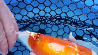 Treating koi fish skin ulcers [upl. by Yznyl]