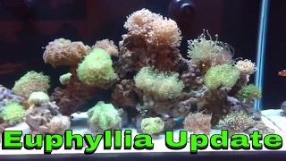 My 75 Gallon Euphyllia Reef Tank Diatom Issue [upl. by Arraik]