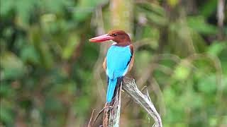 Whitethroated Kingfisher in Malaysia [upl. by Mathre615]