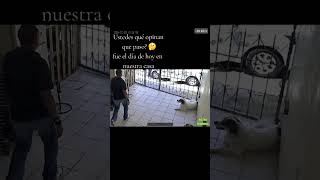 Que crees que paso aqui❓fantasmas instinto animales paranormal shortfeed [upl. by Kassaraba]