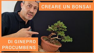 Creare un bonsai da un ginepro procumbens da 8 euro [upl. by Ecnaled]