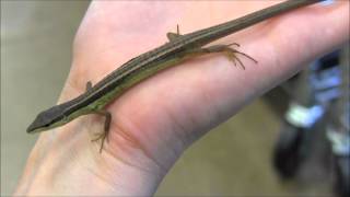 Long Tailed Grass Lizards [upl. by Eleanore]