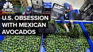 Why Mexico Beats The US In Avocado Production [upl. by Ertha]