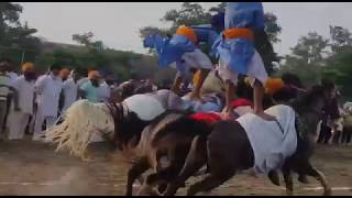 70 year old nihang riding horses shows stunt  Nagar Kirtan  KISAAN MAZDOOR EKTA ZINDABAD [upl. by Selena904]