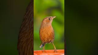 Sweet musician of the mountains Birds ID  Streaked Laughingthrush📍  Forti Champawat UK 🇮🇳 yt [upl. by Adyan]