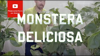 All you need to know about Monstera Deliciosa [upl. by Varhol]