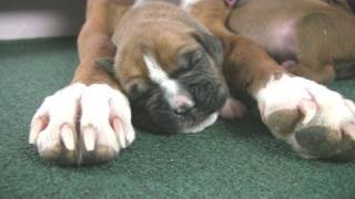 Boxers Cute But Clumsy Puppies in HD [upl. by Adnahcal]