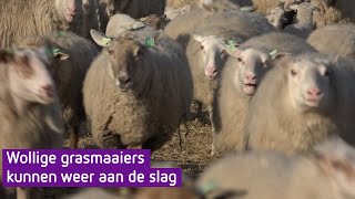 Wollige grasmaaiers kunnen weer aan de slag [upl. by Iphigeniah]