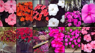 SUNPATIENS PLANT VARIETIES  Plants Weekly [upl. by Selena]