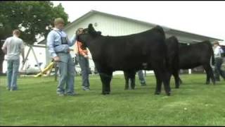 Fitting and Showing Angus Cattle Part 2 [upl. by Sivel]