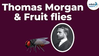 Genetics  Thomas Morgan amp Fruit flies  Lesson 10  Dont Memorise [upl. by Asihtal623]