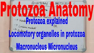 Protozoa anatomyProtozoa explainedLocomotory organelles in protozoaMacronucleus Micronucleus [upl. by Leagiba640]