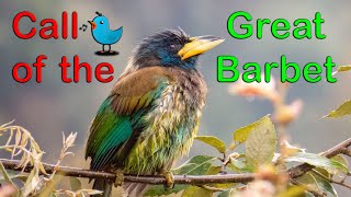 Call of the Great Barbet I Enjoy this beauty from Uttarakhand barbet birdcalls birdwatching [upl. by Fax]