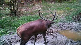 Le brame du cerf dans les forêts de Dordogne [upl. by Nivi]