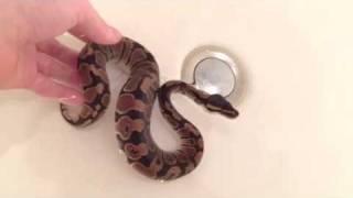 How to bath ball python correctly [upl. by Acinot]