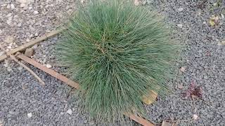 Dividing and moving a Festuca Glauca [upl. by Mercier]