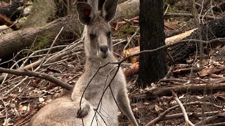 Kangaroos amp Lyrebirds  Envirotube Pt 1 [upl. by Nnyltiak257]