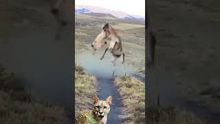 Epic Fight Between Mountain Lion amp Guanaco [upl. by Avilo475]