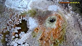 GEYSERS CHILE BOLIVIA El Tatio amp Sol de Manana fumaroles [upl. by Ateloiv568]