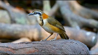 Lesser Necklaced Laughingthrush 小黑領噪鶥 [upl. by Alraep655]