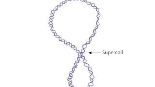 Supercoiling [upl. by Eseekram]