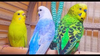 A unique recording of 10 Hr parakeet birds singing to help people relax and rid of anxiety [upl. by Annauqahs]