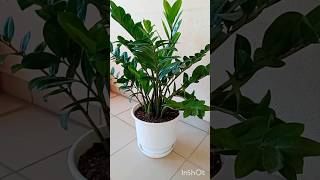 Zamia ZZ Plant zamia zamioculcas ζάμια flowers plants shorts Ζαμιοκούλκα zamiazamiifolia [upl. by Annoyek410]