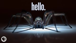 Why Im Scared of Spiders [upl. by Adlog]