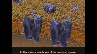 How Synapses Work [upl. by Miahc372]