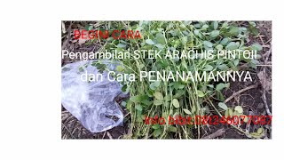 BEGINI CARA PENGAMBILAN BIBIT STEK BATANG RUMPUT ARACHIS PINTOII dan Cara Menanamnya [upl. by Torray]