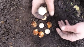 bulb planting  tulips and alliums part13 [upl. by Noiro]