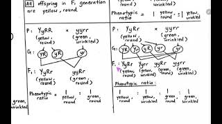 Dihybrid test cross4 possible genotypes of one parent [upl. by Beauvais559]