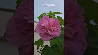 Colour changing hibiscuses pattimandram hibiscus mygarden shortvideo ytshorts gardening [upl. by Pry]