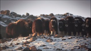 Arctic Wildlife in Greenland [upl. by Polak]