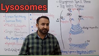 Lysosomes  Storage Diseases  Primary Lysosomes  Secondary Lysosomes  Class 11 Biology [upl. by Ahsal]