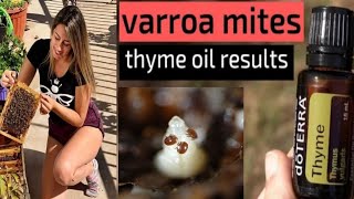 how to use thyme oil for varroa mite treatment • natural varroa mite treatment • step by step [upl. by Reilly]