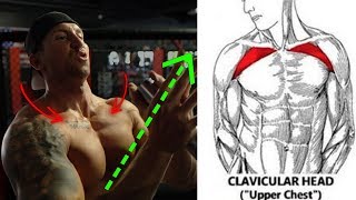 5 Forgotten Upper Chest Exercises NO BENCH NEEDED [upl. by Narf]