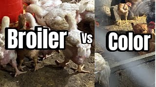 VENTAJAS y DESVENTAJAS de criar POLLOS DE ENGORDEBroiler blanco vs Pollo de color [upl. by Ailis]