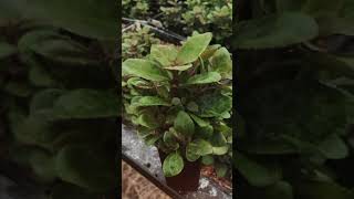 Lobelia Cardinalis Aquarium Plant  Sri lanka  plant gorw home [upl. by Suhsoj]