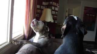 Pit Bulls Howling  We miss daddy [upl. by Nahgem624]