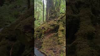 🥾POV Walking the Tow Hill Trail in Haida Gwaii  Hiking In Haida Gwaii [upl. by Dadivitan]