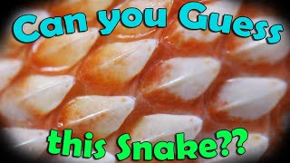 How Quickly can you Identify Snakes GAME [upl. by Azarcon]